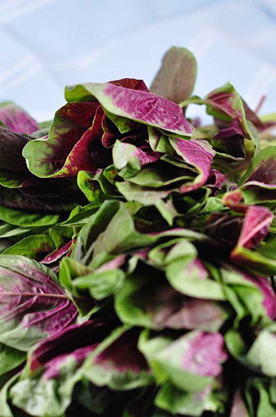 Francuski spanać - seme - Atriplex hortensis 1083 - dodatni pogled