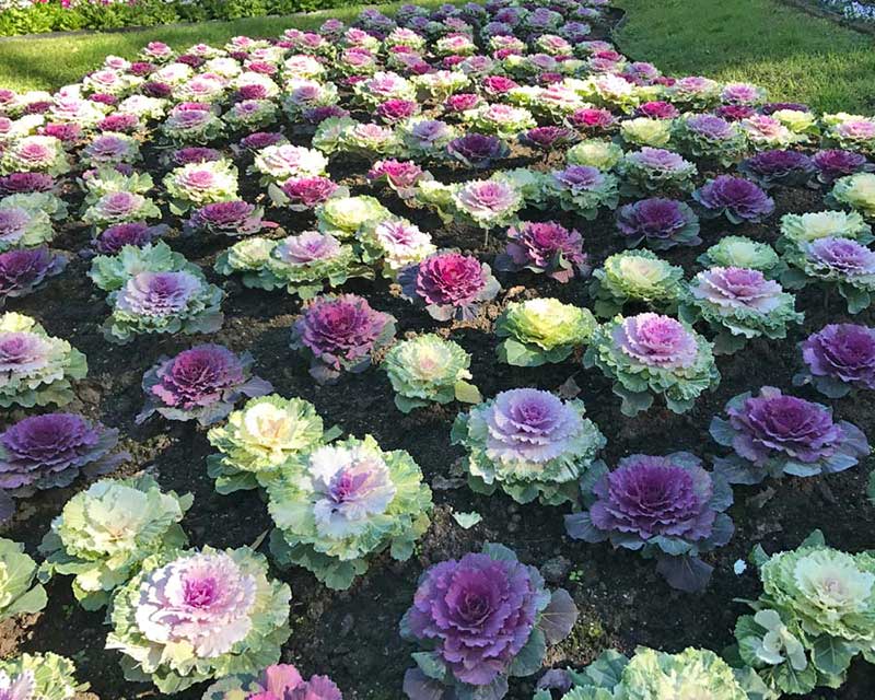 Seme za ukrasni kupus - mešavina - Brassica oleracea 2576 - dodatni pogled