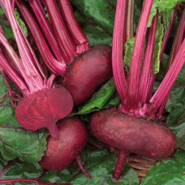 Cvekla egipatska - seme - Beta vulgaris L. var. conditiva 50g - dodatni pogled