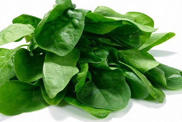 Seme za Spanać matador - Spinacea oleracea L. 50g - dodatni pogled