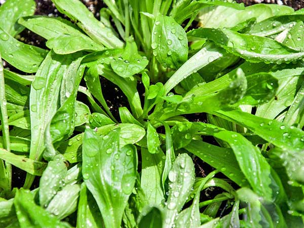 Seme za Matovilac ljubljanski - Valerianella locusta 455 - dodatni pogled