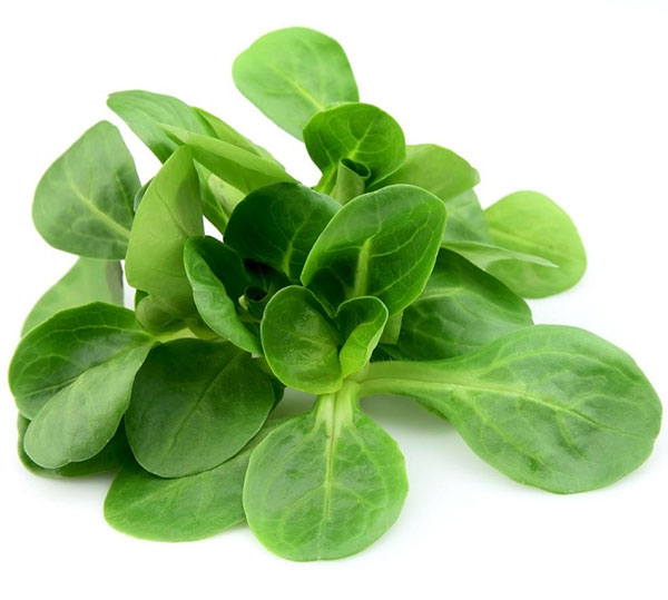 Seme za Matovilac žličar - Valerianella locusta 458 - dodatni pogled