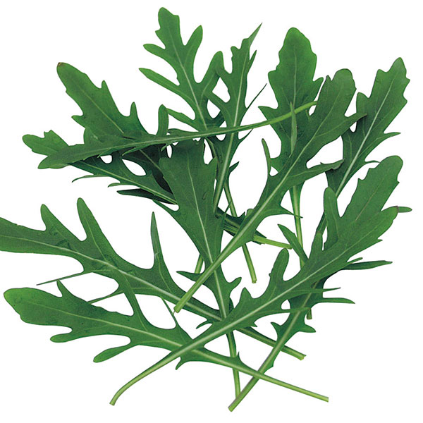 Seme za začinsko bilje - Divlja rukola - Diplotaxis tenuifolia 1071 - dodatni pogled