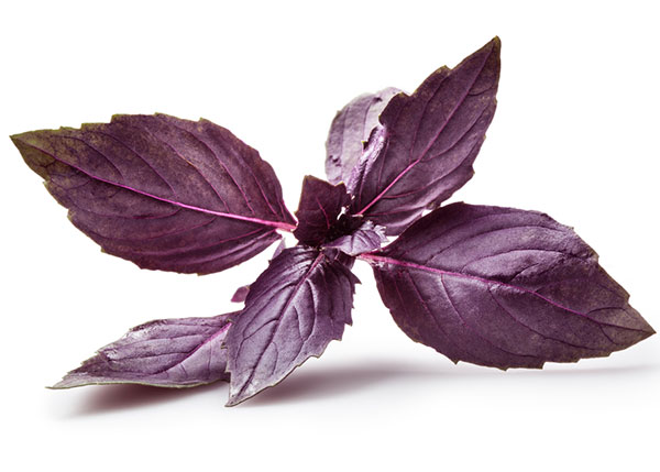 Seme za začinsko bilje - Bosiljak rubin - Ocimum basilicum L. 1077 - dodatni pogled