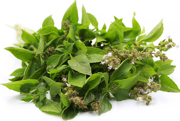 Seme za začinsko bilje - Limunski Bosiljak - Ocimum basilicum L. 1081 - dodatni pogled