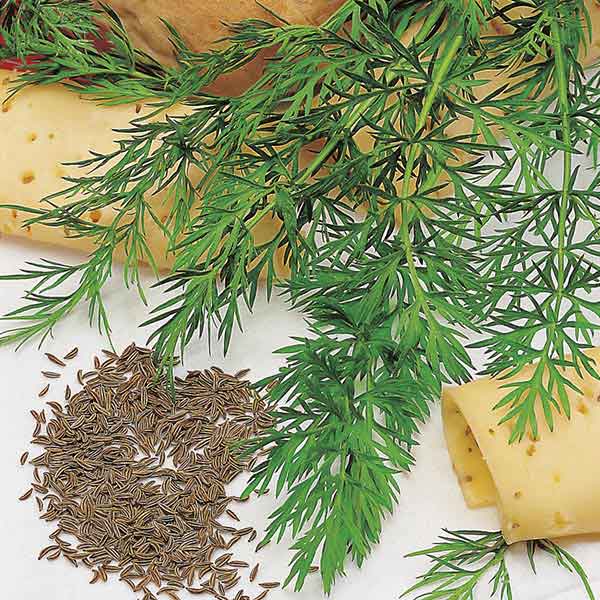 Seme za začinsko bilje - Kim - Carum carvi L. 1082 - dodatni pogled