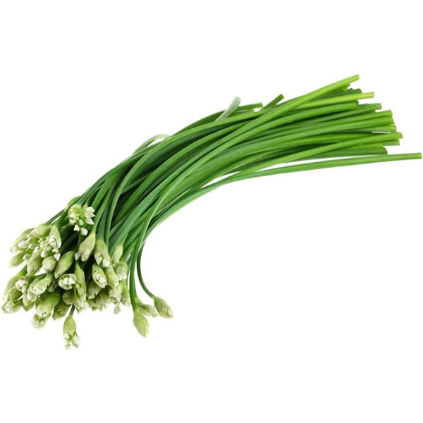 Začinsko bilje - Kineski vlašac - Allium tuberosum 1084 - dodatni pogled