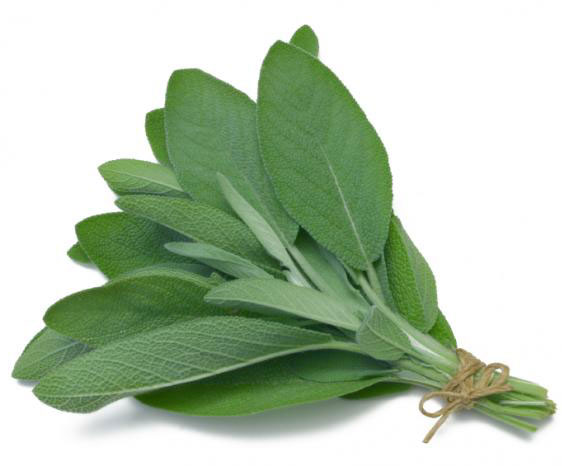 Žalfija - Salvia officinalis - seme 1093 - dodatni pogled