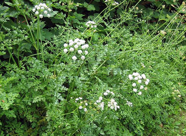 Seme za začin - Anis - Pimpinella anisum L. 1101 - dodatni pogled