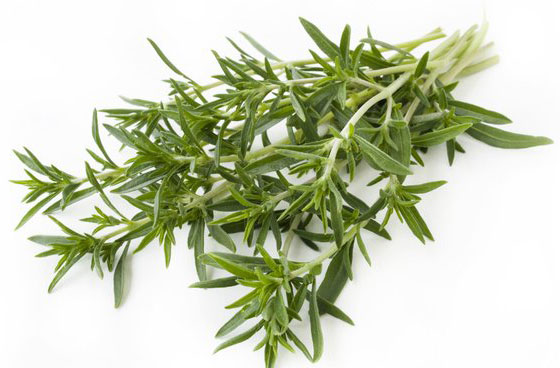 Seme za začin - Čubar - Satureja hortensis L. 1108 - dodatni pogled