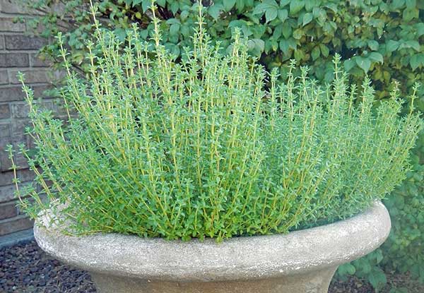 Majčina dušica - Thymus vulgaris L. - seme 1112 - dodatni pogled