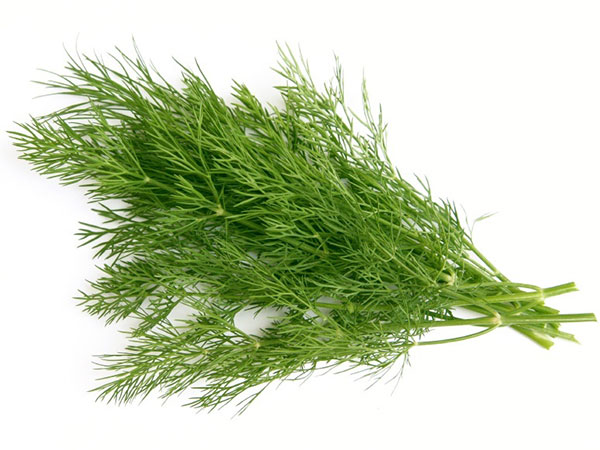 Mirođija - Anethum graveolens L. - seme 1116 - dodatni pogled