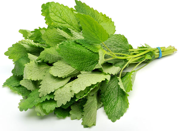 Matičnjak - Melissa officinalis L. - seme 1120 - dodatni pogled