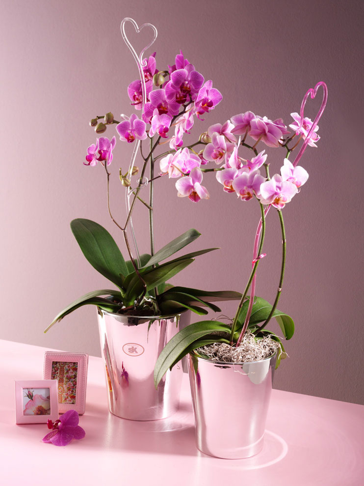 Soendgen keramička saksija Merina Candy 15cm srebrna - dodatni pogled