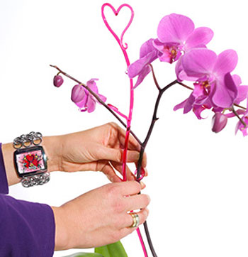Soendgen štapići za orhideje 55cm roze - dodatni pogled