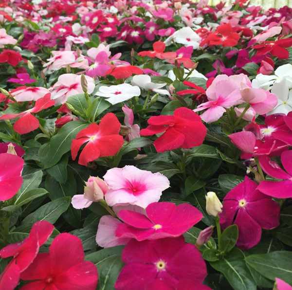 Cveće Vinka mix - seme 10 kesica Franchi Sementi Virimax - dodatni pogled