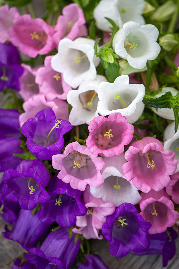 Seme 10 kesica za cveće Zvončići Franchi Sementi Virimax - dodatni pogled