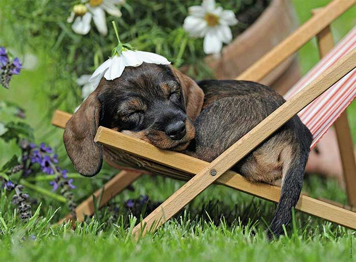 Puzle 500 delova - Usnulo štene - Ravensburger 14738 - dodatni pogled