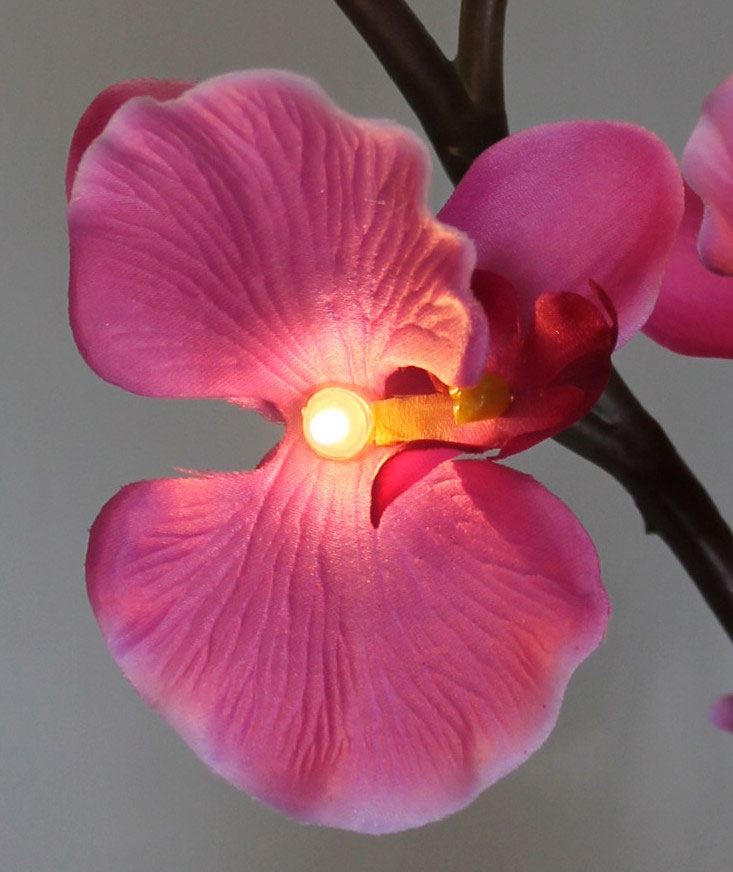 Svetleća orhideja u saksiji - dodatni pogled