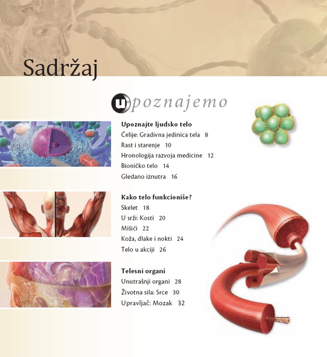 Upoznaj Ljudsko Telo, Linda Kalabrezi - dodatni pogled