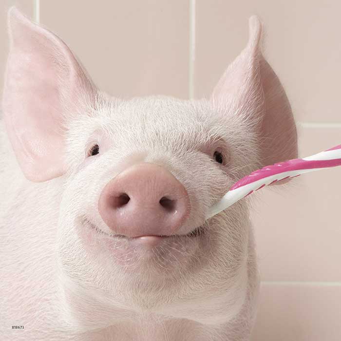 Ravensburger Puzle 3x49 Smešni portreti ljubimaca 08028 - dodatni pogled