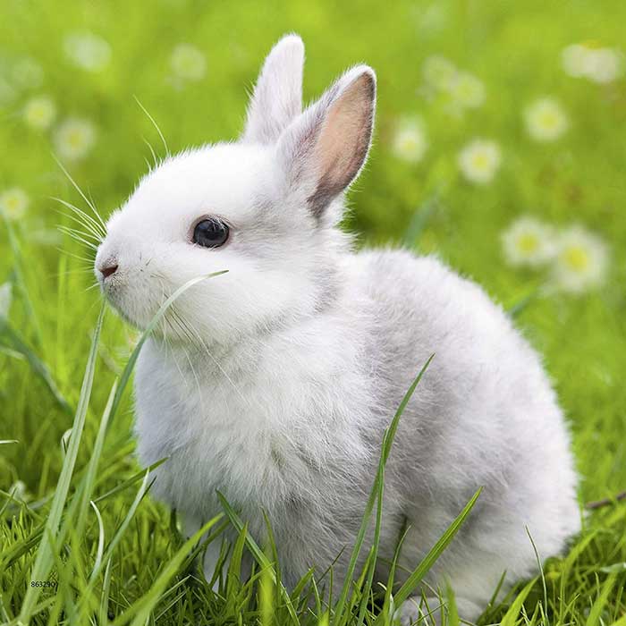 Ravensburger Puzle 3x49 Zečići 08041 - dodatni pogled