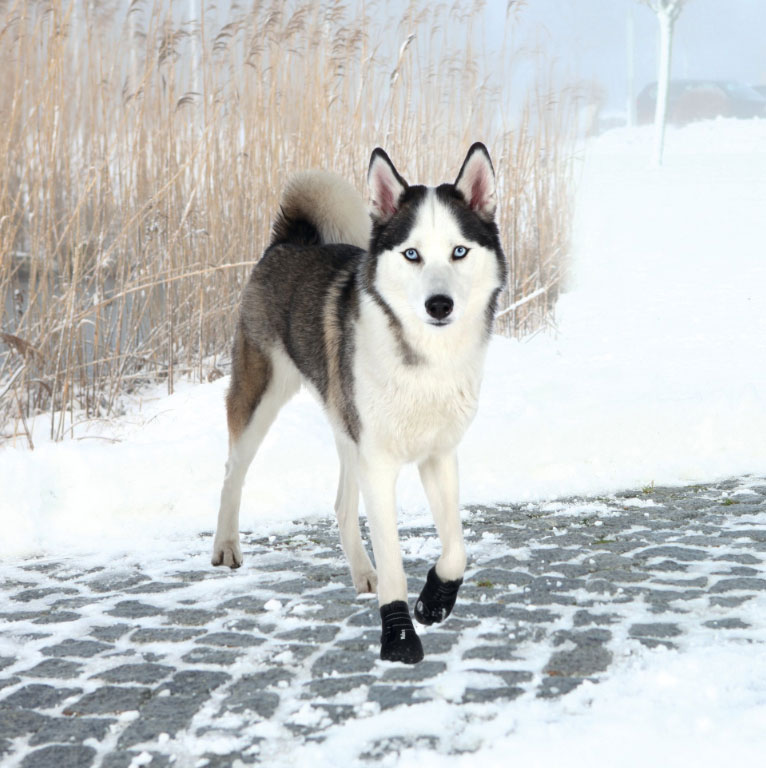 Trixie Zaštitne cipele za pse Walker Active L 19465 - dodatni pogled