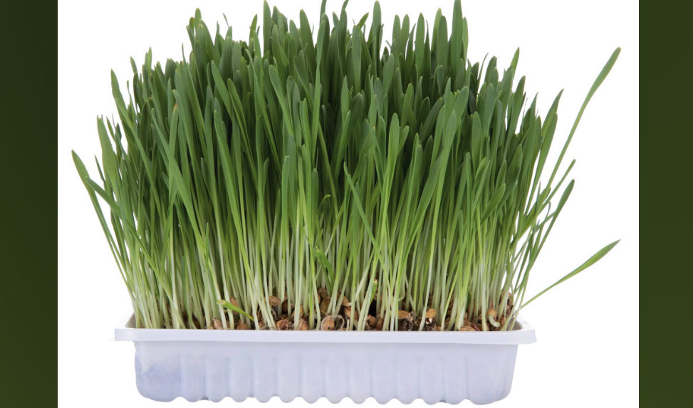 TRIXIE Trava za mačke sa posudom 100gr - dodatni pogled