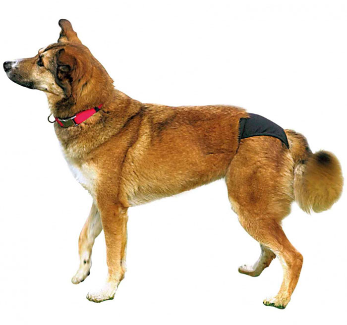 Zaštitne gaćice za ženske pse - struk 40-49cm - boja crna Trixie 23493 - dodatni pogled