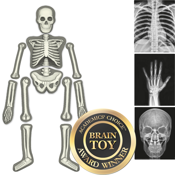 Napravi i upoznaj ljudski skelet 4M Kidz Labz 4M03375 - dodatni pogled