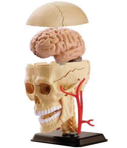 Edu Science Model ljudske lobanje SK010 - dodatni pogled