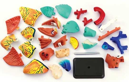 Edu Science Model ljudskog srca SK009 - dodatni pogled