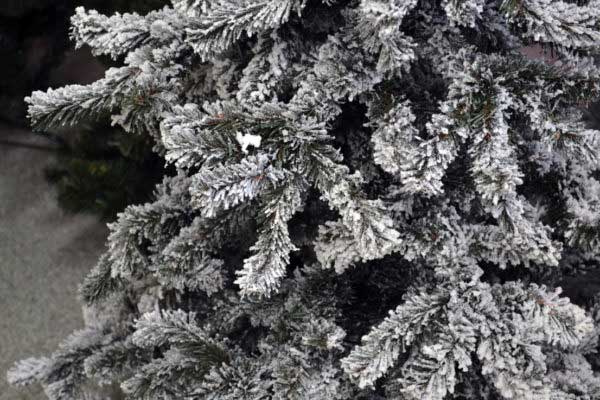 Novogodišnja jelka Royal 250cm - dodatni pogled