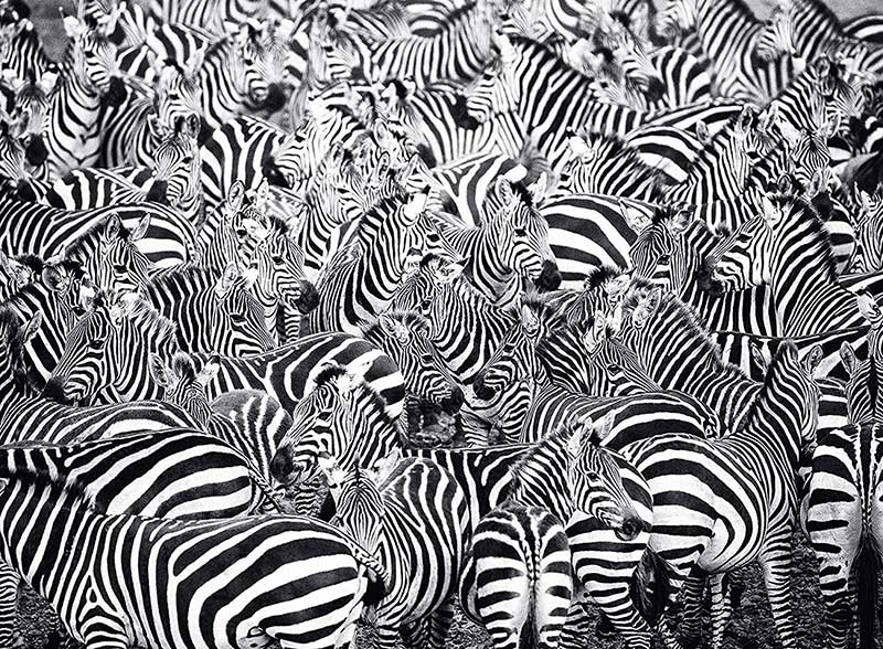 Ravensburger Puzzle 500 delova - Zebre slagalica izazov 14807 - dodatni pogled