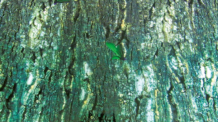 Pozadina za terarijum dupla 150x60cm Trixie 76321 - dodatni pogled