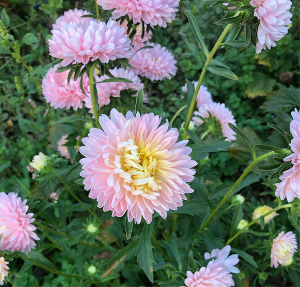 Seme Lepa Kata Princes - roze - Callistephus chinensis 2277 - dodatni pogled