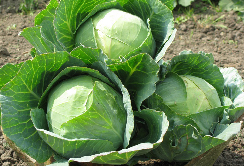 Povrće - seme 50g - Kupus Ditmar - Brassica oleracea var. capitata L. - dodatni pogled