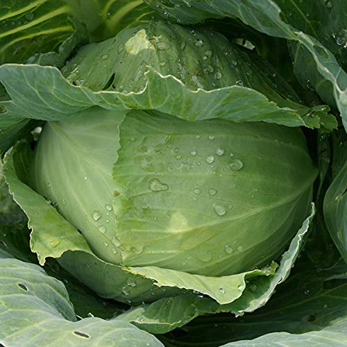 Povrće - seme - Kupus Slava - Brassica oleracea var. capitata L.- 42 - dodatni pogled