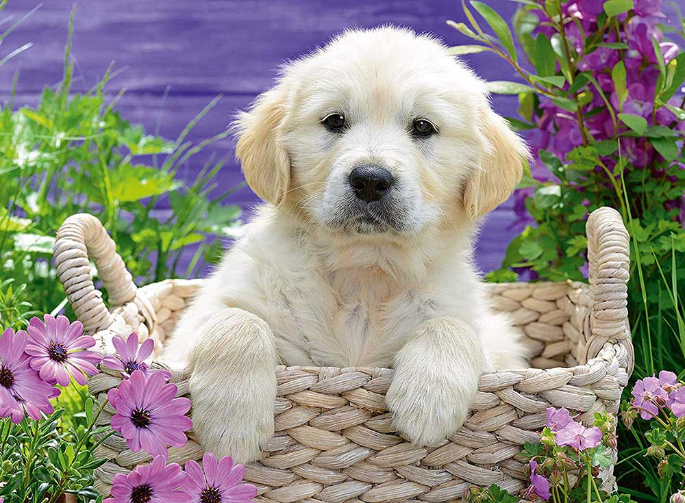 Ravensburger Puzzle 500 delova - Slatki zlatni retriver 14829 - dodatni pogled