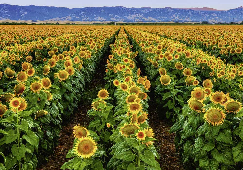 Puzzle Slagalica 1000 Zlatna polja suncokreta Ravensburger 15288 - dodatni pogled