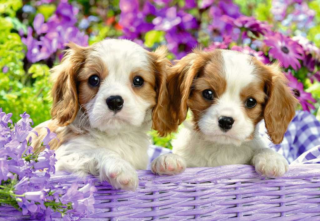 Puzzle 2x24 dela Moji drugari Ravensburger 05029 - dodatni pogled