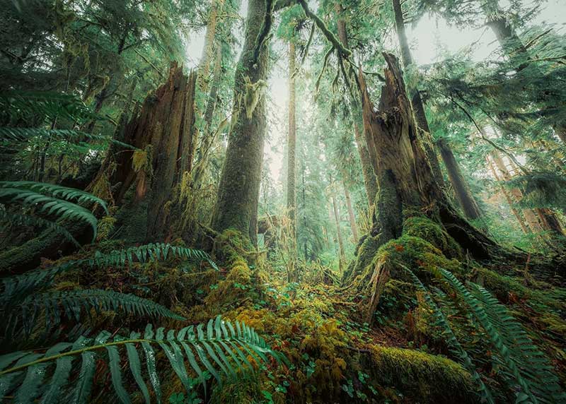 Puzzle slagalica 1000 delova Šuma Ravensburger 12000292 - dodatni pogled