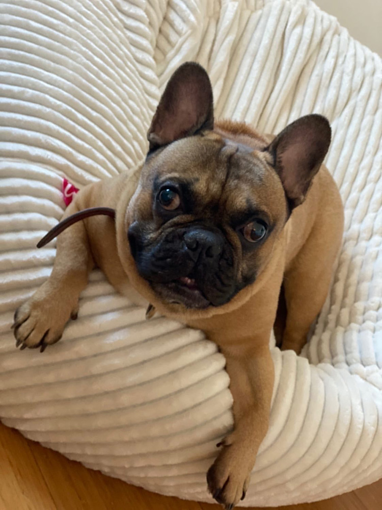 Krevet za psa ili mačku od mikrofibera - dodatni pogled