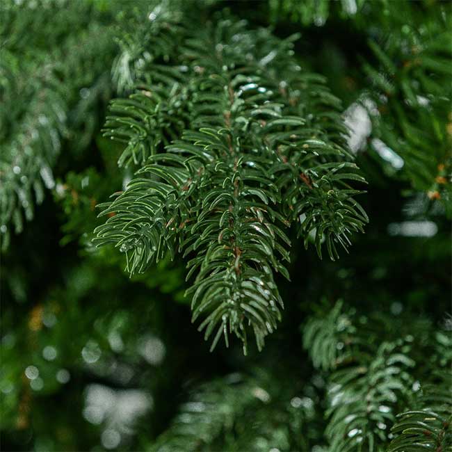 Novogodišnja jelka sa 2D i 3D iglicama Coney 180cm - dodatni pogled