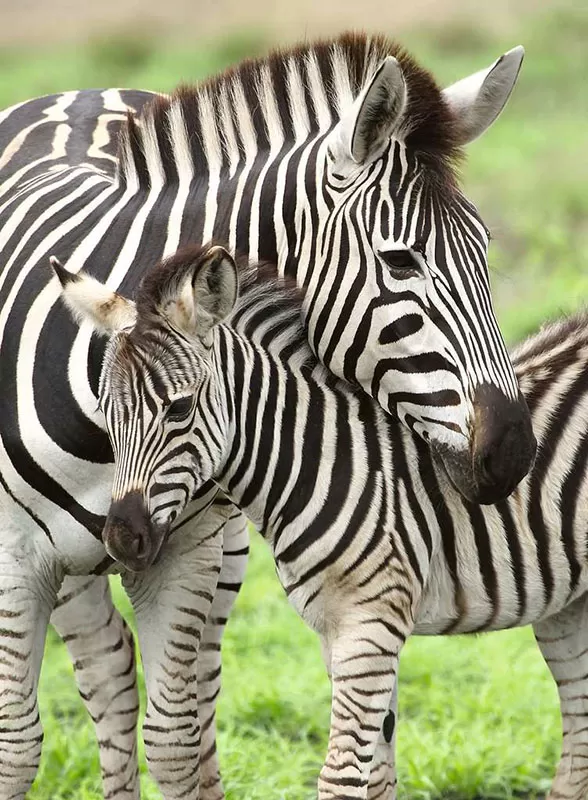 Ravensburger Puzzle 300 delova - Zebra love 12948