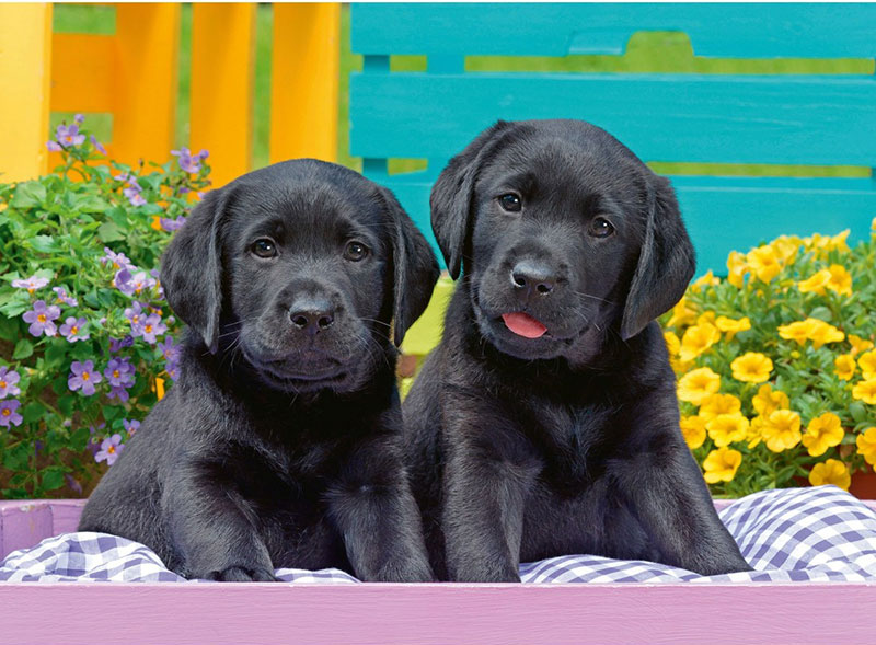 Ravensburger Puzzle 300 delova - Štenci labradora 12950 - dodatni pogled