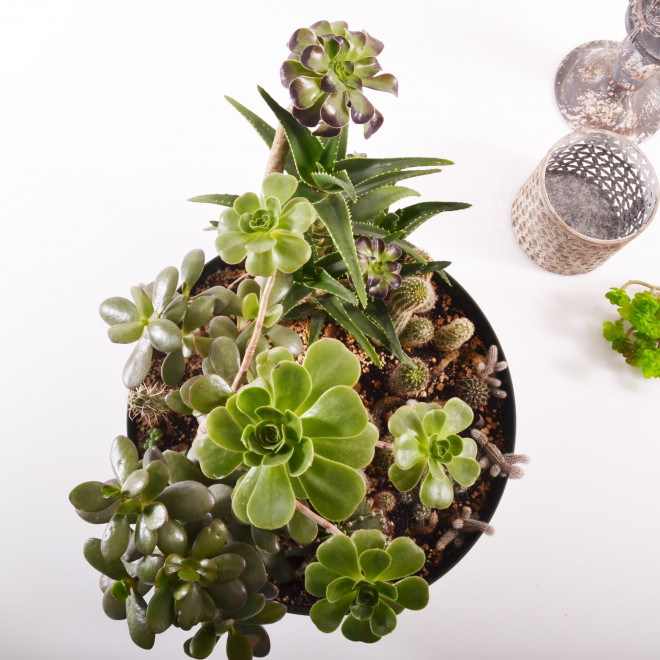 Zen plitka saksija 27cm siva - dodatni pogled