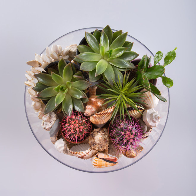 Čeri providna saksija 18cm  - dodatni pogled