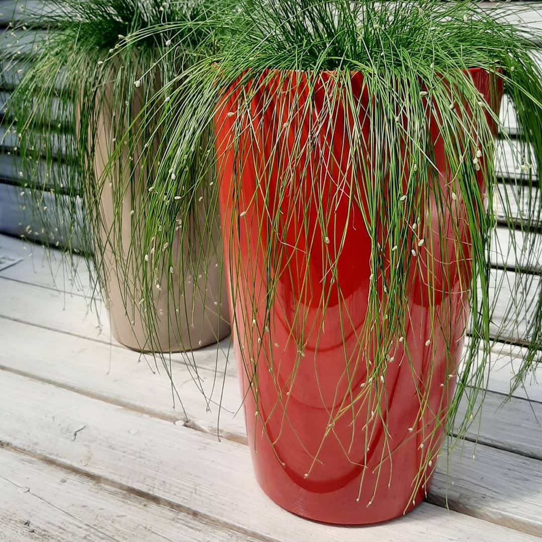 Saksija sa sistemom za zalivanje Diva 20 okrugla crvena - dodatni pogled