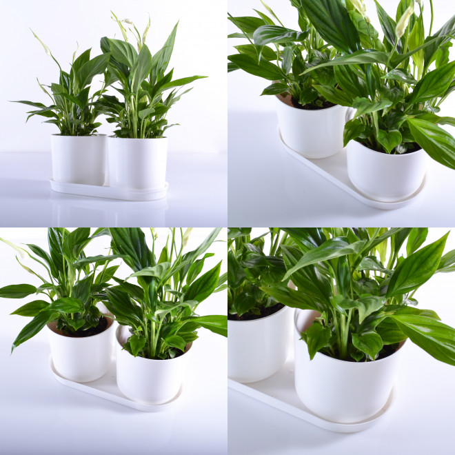 Komplet 2 saksije sa tacnom Drama Mix and PlaY bela - dodatni pogled